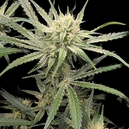 Autoflower Pastry Series - Apple Strudel