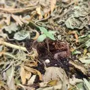 Fall Phase 1 Auto Grow