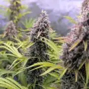 Deadhead OG Auto Grow
