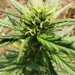 My strain for extremely hot weather