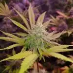 Blue gelato 41