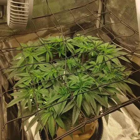 CGF 2x2x6 photo period grow