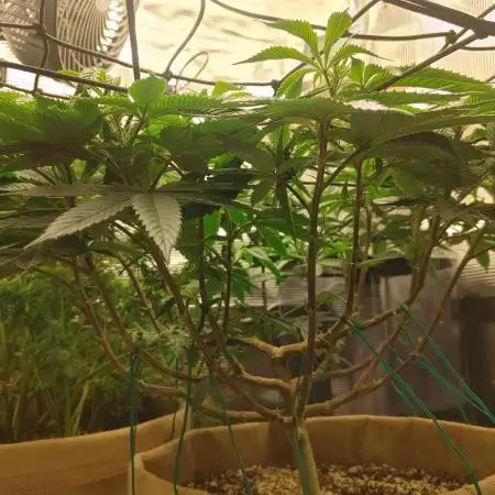 CGF 2x2x6 photo period grow