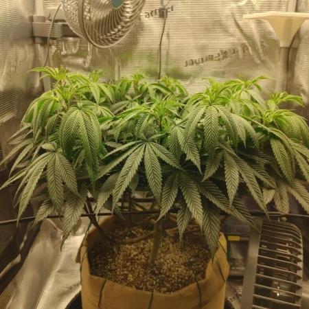 CGF 2x2x6 photo period grow