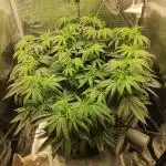 CGF 2x2x6 photo period grow