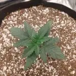 Humboldt SO Sour Diesel Auto