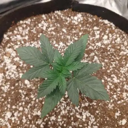 Humboldt SO Sour Diesel Auto