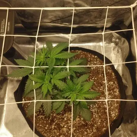 Humboldt SO Sour Diesel Auto
