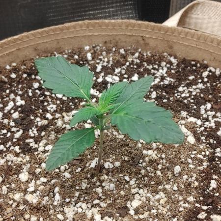 2 2x2's all HSO auto's