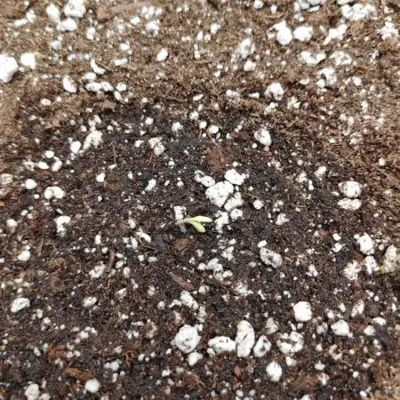 Humboldt SO Sour Diesel Auto