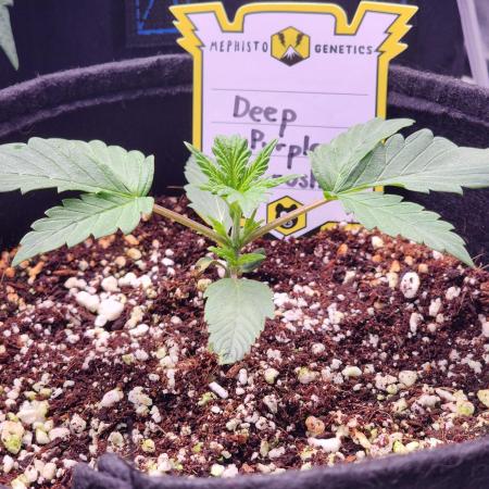 Deep Purple Crush Auto