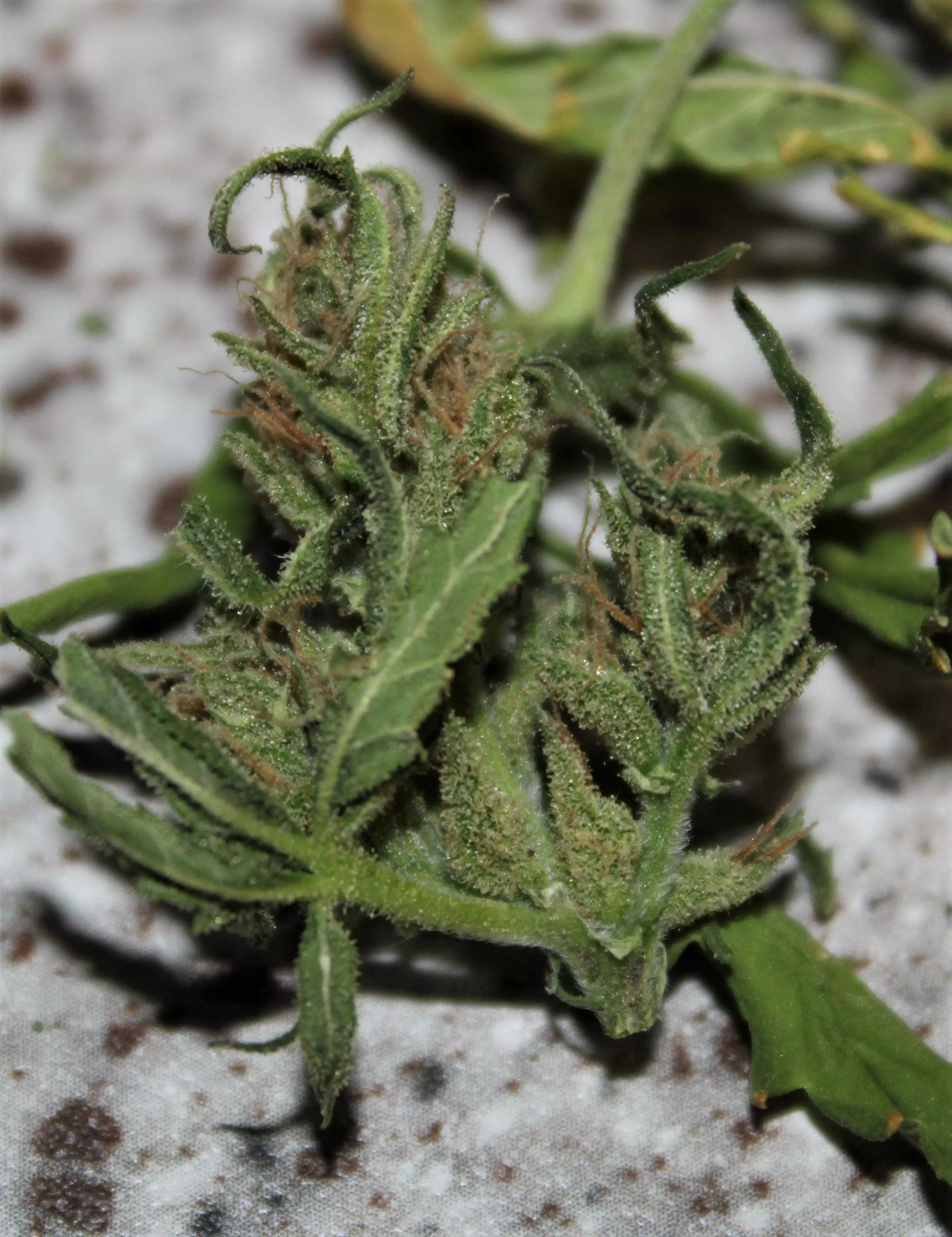 Monsta Bud / Ozi Magic Grow Juice nutrient info - GrowDiaries