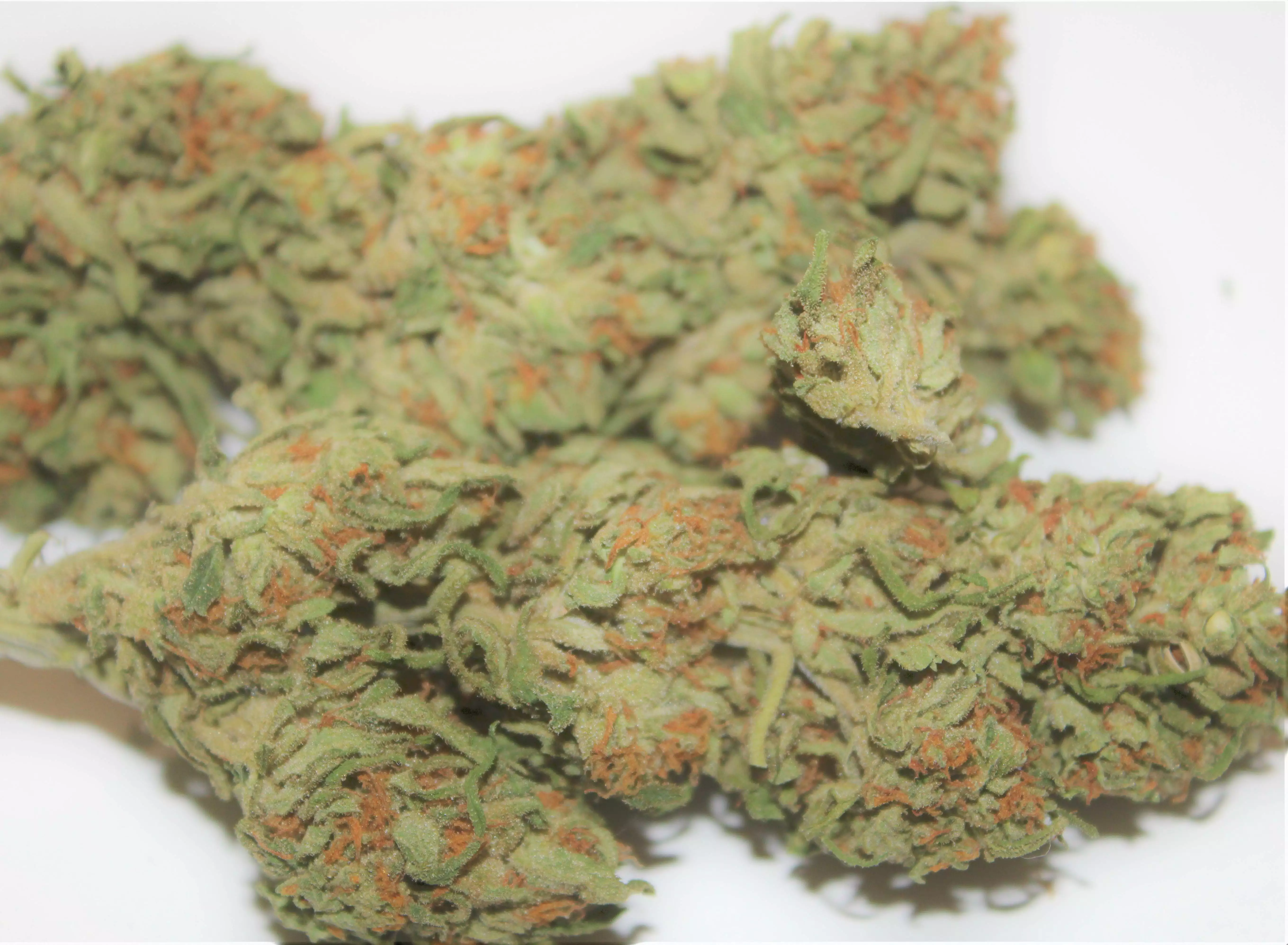 その他 monsta bud Monsta Bud / Ozi Magic Grow Juice nutrient info - GrowDiaries