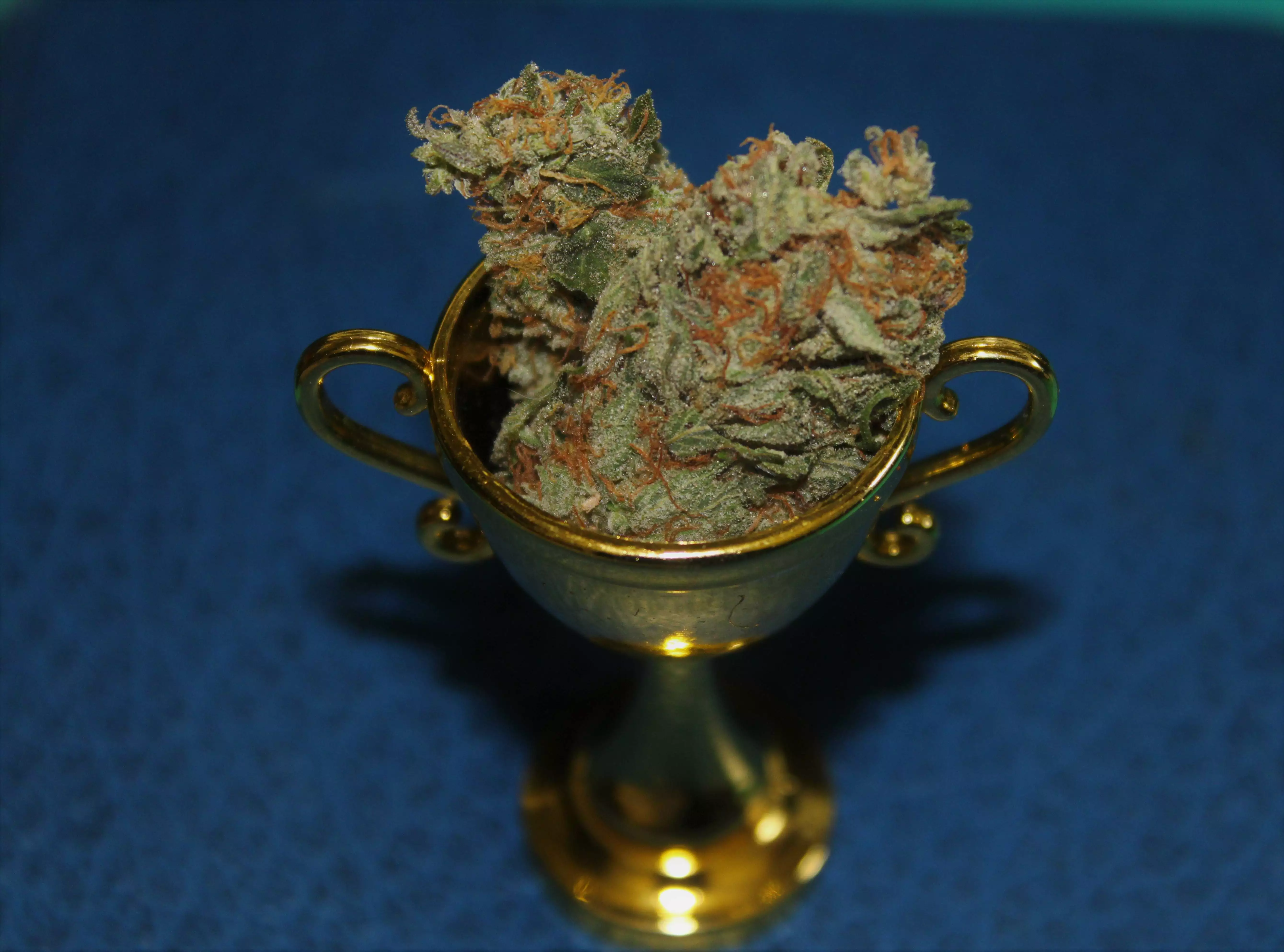 その他 monsta bud Monsta Bud / Ozi Magic Grow Juice nutrient info - GrowDiaries