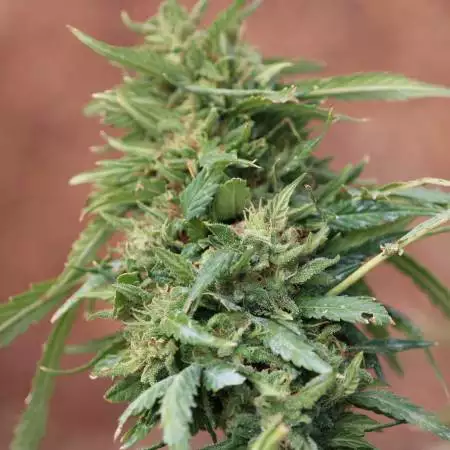 Cali Gold 