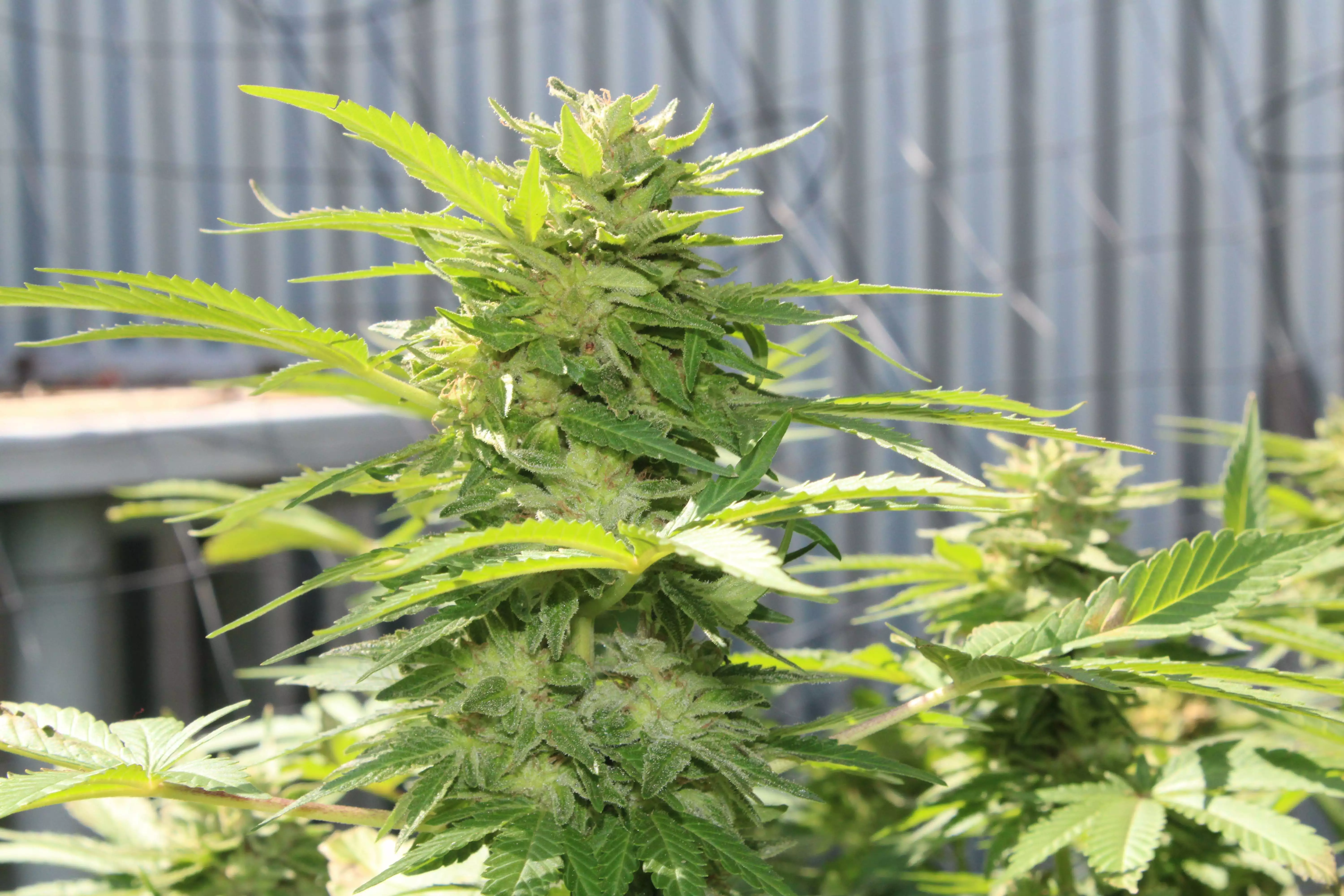 Monsta Bud / Ozi Magic Grow Juice nutrient info - GrowDiaries