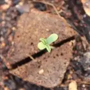APPLE AND BANANAS Kannabia seeds