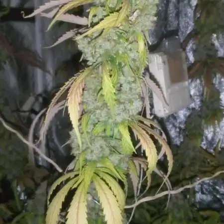 Mimosa & Kush ... RQS