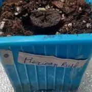 Mexcican Rush rQs