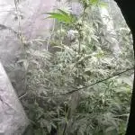 Mimosa & Kush ... RQS
