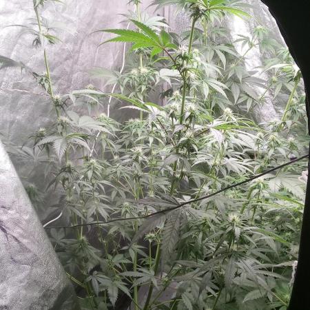 Mimosa & Kush ... RQS