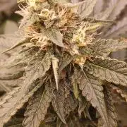 Wedding cake rQs
