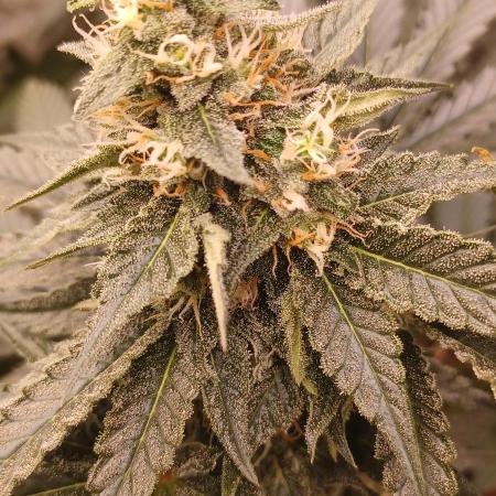 Wedding cake rQs