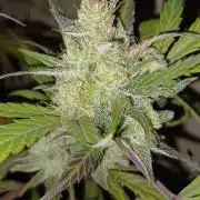 Appel Fritter Auto.. rQs