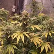 Shogun rQs