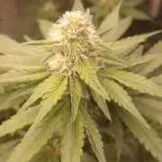 Forbidden Fruit  rQs