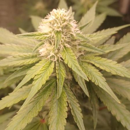 Forbidden Fruit  rQs