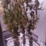 Mimosa & Kush ... RQS