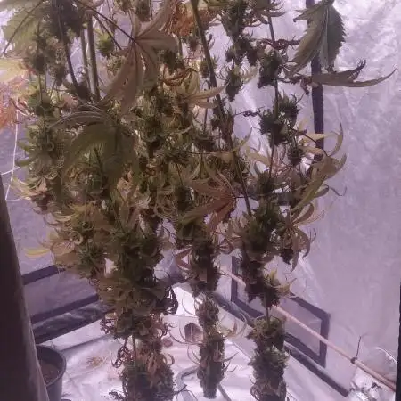 Mimosa & Kush ... RQS