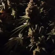 Forbidden Fruit  rQs
