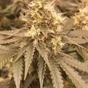 Wedding cake rQs