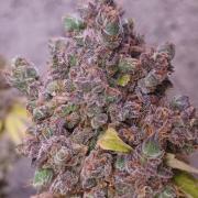 Forbidden Fruit  rQs