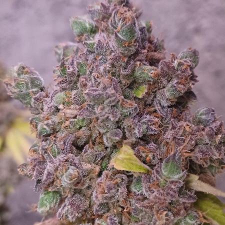 Forbidden Fruit  rQs
