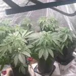Mimosa & Kush ... RQS