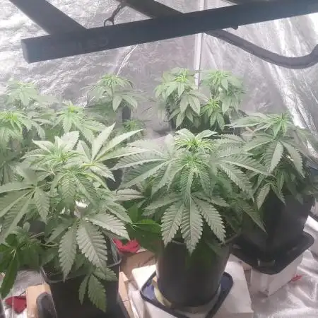 Mimosa & Kush ... RQS