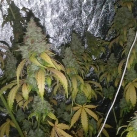 Mimosa & Kush ... RQS