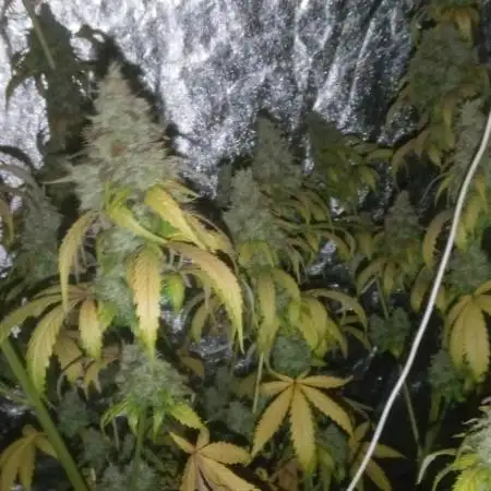 Mimosa & Kush ... RQS