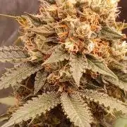 Wedding cake rQs