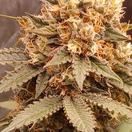 Wedding cake rQs