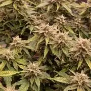 Vers l'inconnu et au-delà..