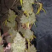Forbidden Fruit  rQs