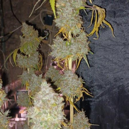 Forbidden Fruit  rQs