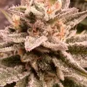 Vers l'inconnu et au-delà..