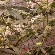 Wedding cake rQs