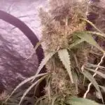Mimosa & Kush ... RQS