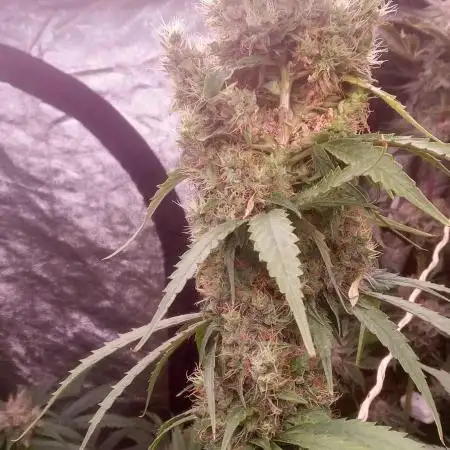Mimosa & Kush ... RQS